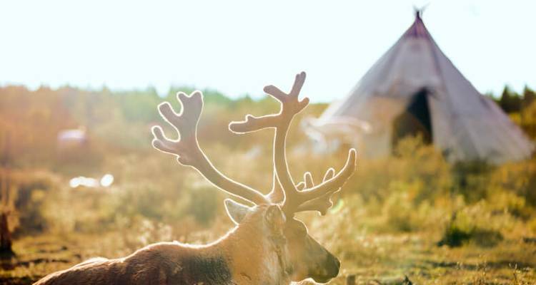 Septembre 2025 Tribu Tsaatan : Les éleveurs de rennes de Mongolie - Yellowwood Adventures Ltd 8
