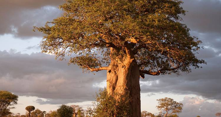 【Tanzanie】6 Jours 5 Nuits Safari Aventure Faune et Culture - Delightful Travel 1