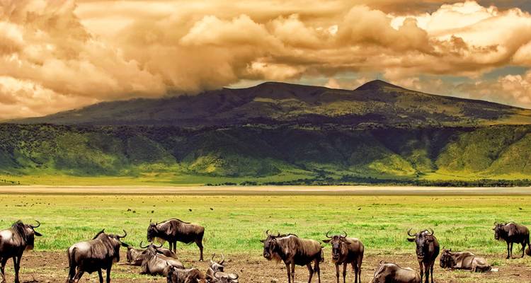 【Tanzanie】6 Jours 5 Nuits Safari Aventure Faune et Culture - Delightful Travel 5