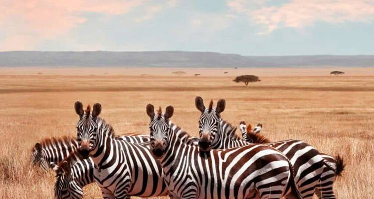 【Tanzanie】6 Jours 5 Nuits Safari Aventure Faune et Culture - Delightful Travel 4