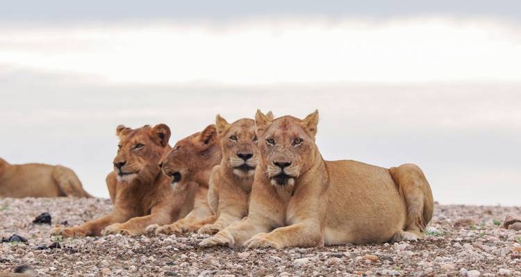 Gruppe von Löwen, die sich auf einer Ebene ausruht.