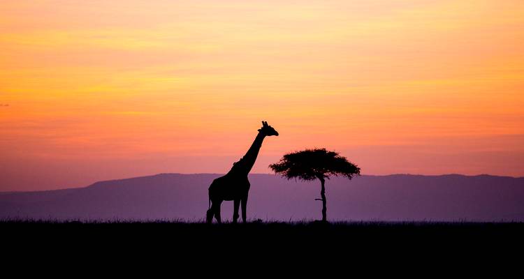 Silhouette d'une girafe à côté d'un arbre au lever du soleil.