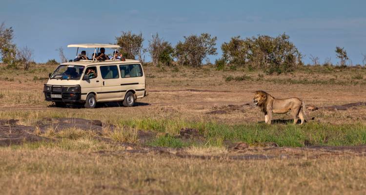 Un van de safari avec des touristes observant un lion dans la savane.