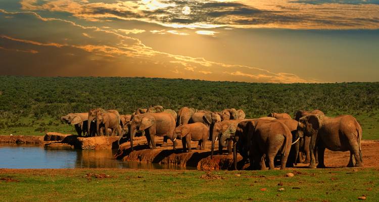 Herd of elephants by a waterhole at sunset.