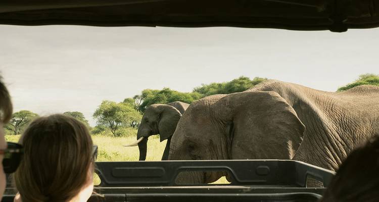 Vista desde un vehículo de safari de dos elefantes salvajes pastando entre árboles de acacia.