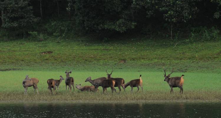 Le Kerala en bref - SafeHands Travels 4
