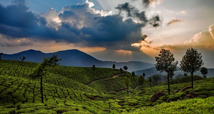 10-Day Kerala Cultural and Wellness Tour : Kochi, Munnar, Periyar, Alleppey, Kovalam - SafeHands Travels 8