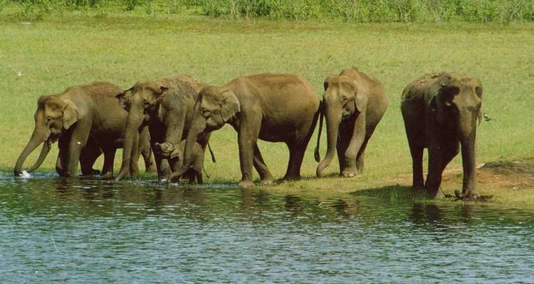 10-Day Kerala Cultural and Wellness Tour : Kochi, Munnar, Periyar, Alleppey, Kovalam - SafeHands Travels 9