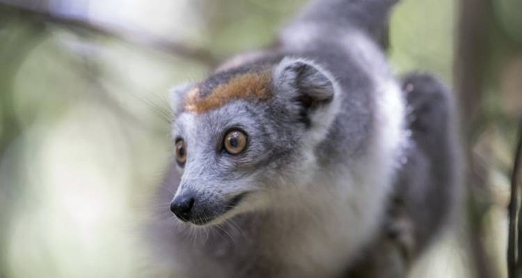Points forts de Madagascar - DIAMIR Erlebnisreisen 6