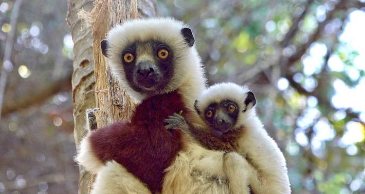 Points forts de Madagascar - DIAMIR Erlebnisreisen 8