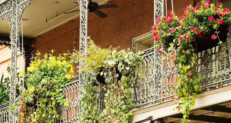 Ein verzierter schmiedeeiserner Balkon, überquelland von bunten Blüten, im historischen French Quarter.