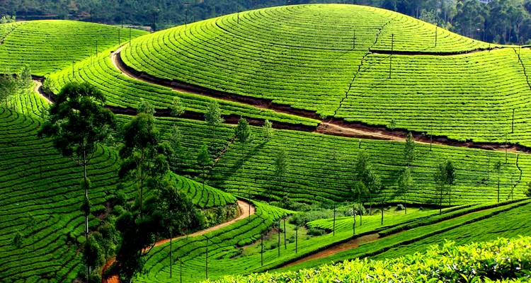 Circuit privé de 19 jours en Inde du Sud : Temples de Madurai et Thanjavur, collines de Munnar, backwaters du Kerala, Hampi et palais de Mysore - SafeHands Travels 3