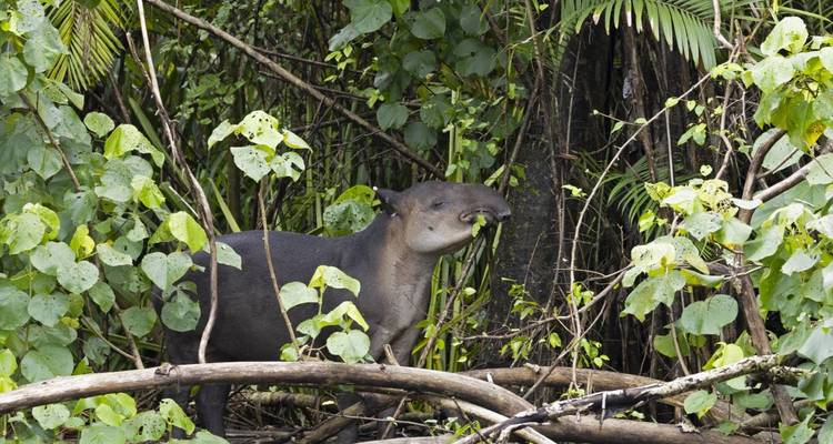 On the trail of the tapir - DIAMIR Erlebnisreisen 9