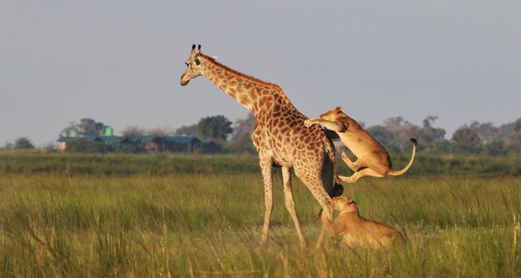 【Zambia】12-Day Luxury South Luangwa, Lower Zambezi & Victoria Falls Safari Tour Package - Delightful Travel 3