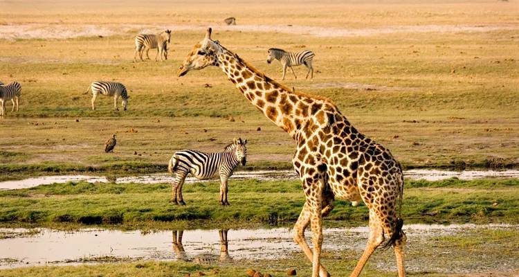 【Zambia】12-Day Luxury South Luangwa, Lower Zambezi & Victoria Falls Safari Tour Package - Delightful Travel 2