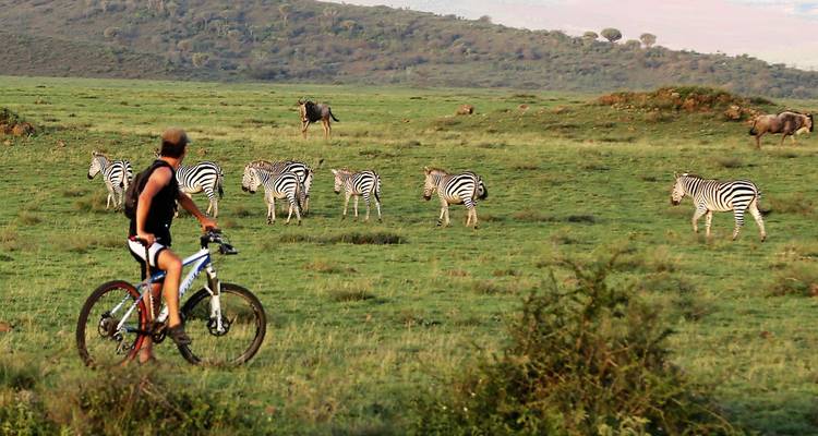 Cycliste observant des zèbres paître dans une plaine herbeuse.