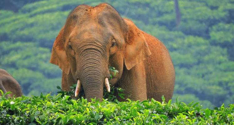 Un éléphant broutant dans de luxuriants champs verts avec des montagnes en arrière-plan.