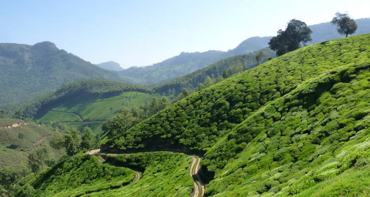 Des plantations de thé vallonnées avec un décor montagneux pittoresque au loin.