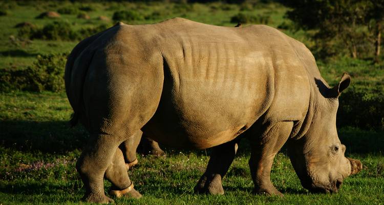 South Africa: From Wine to Wild - Globus 8