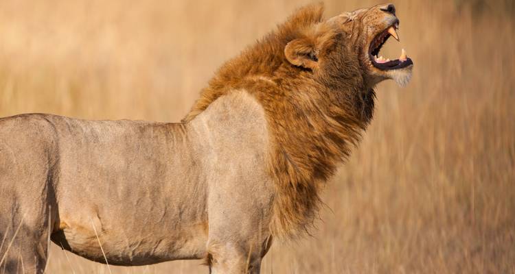 South Africa: From Wine to Wild - Globus 1