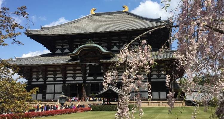 Massieve houten Todaiji-tempel omlijst door bloeiende kersenbloesems en verzorgde gazons.