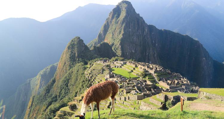 Lama broutant dans les ruines du Machu Picchu.