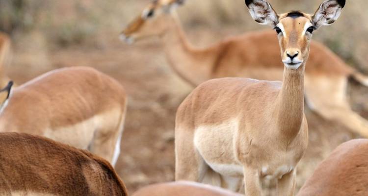 Nahaufnahme einer Gruppe von Impalas in einer Savannenlandschaft.