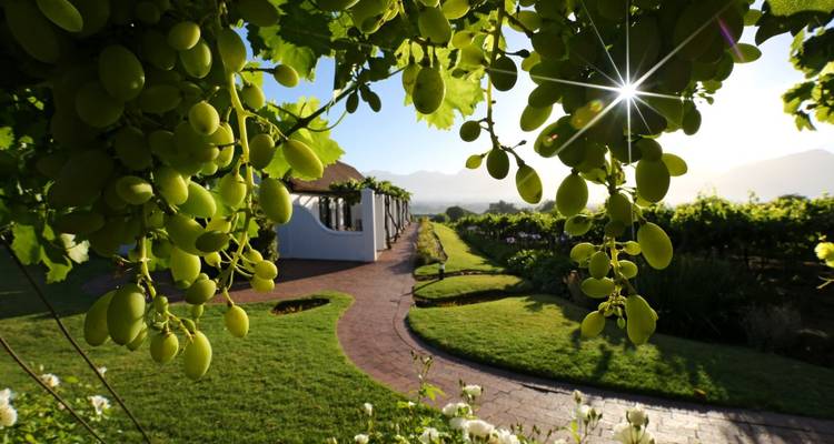 Blick auf einen Weinberg mit einem Weg und einer Familie, die unter Weinreben spaziert.