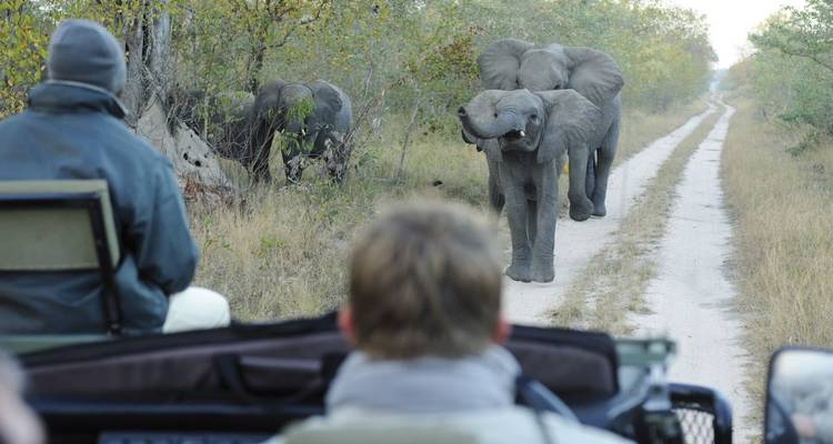 Safari-Tour mit Elefanten, die sich einem Fahrzeug auf einer Schotterstraße nähern.