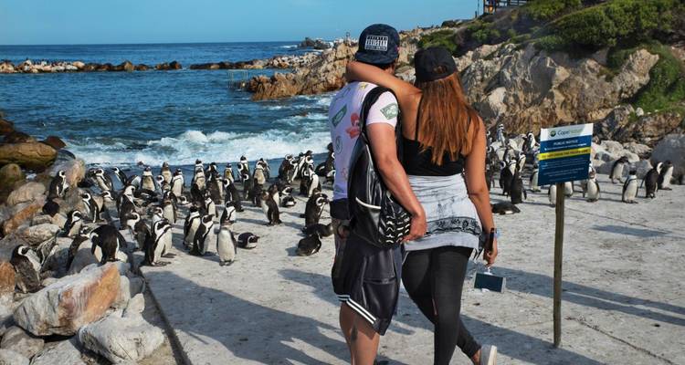 Ein Paar beobachtet Pinguine an der felsigen Meeresküste.