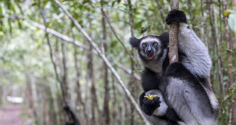 In the Land of baobabs and tsingy (9 destinations) - DIAMIR Erlebnisreisen 4