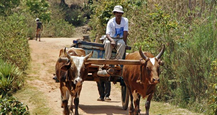 In the Land of baobabs and tsingy (9 destinations) - DIAMIR Erlebnisreisen 3