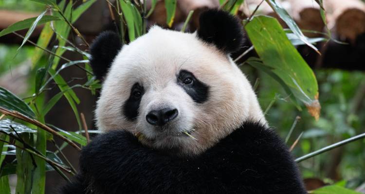 Close-up of a panda among bamboo