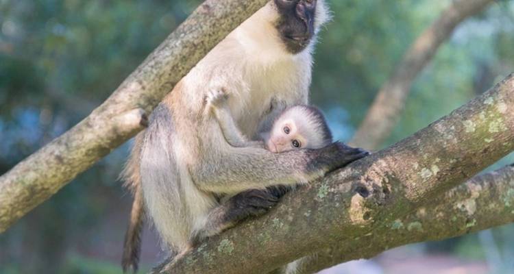 Les Big Five du Kenya et le bonheur de la plage : 4 et 5 étoiles avec tous les repas inclus - Pure African Expeditions 4