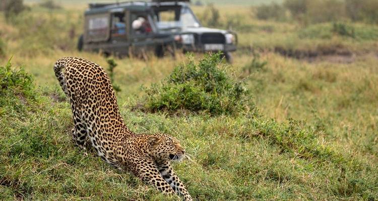 Premium Kenya - Authentic Africa 1