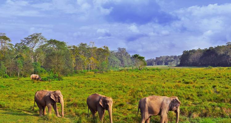 Éléphants broutant dans un paysage luxuriant et verdoyant sous un ciel dégagé.