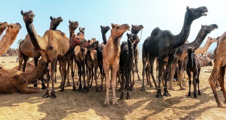 Un grand groupe de chameaux dans une zone sablonneuse ouverte.