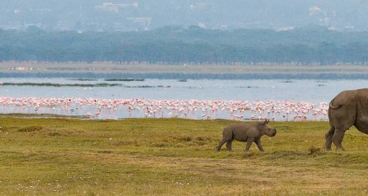 Journeys: Kenya Safari Experience National Geographic Journeys - Pure African Expeditions 4