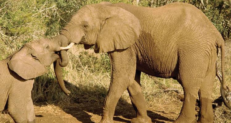 Voyages : Expérience du safari au Kenya - National Geographic Journeys - Pure African Expeditions 2