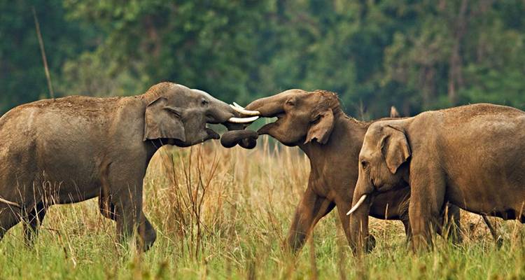 Groupe d'éléphants dans un champ herbeux.