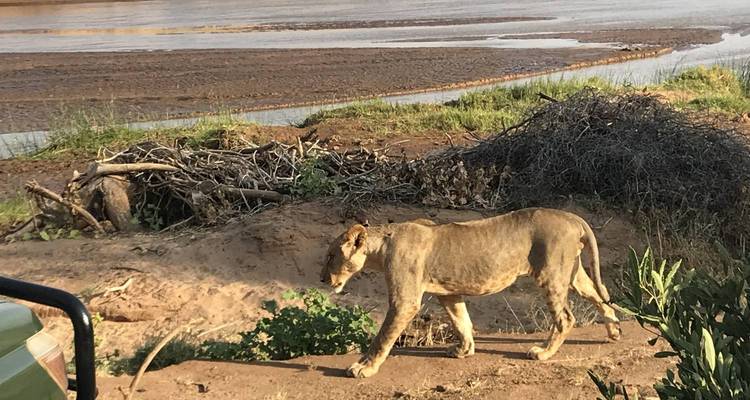 Le Kenya sauvage : Nairobi, Maasai Mara, Amboseli et le lac Naivasha - Pure African Expeditions 4