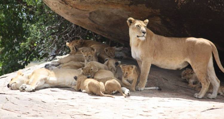 Lakes & Masai Mara Interactive Safari 5D/4N (Masai Mara, Lake Nakuru & Lake Naivasha) - Pure African Expeditions 5