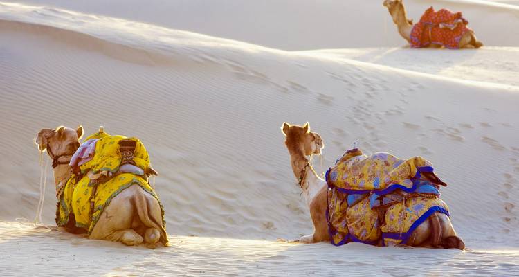 Kamelen rustend op zandduinen met kleurrijke dekens.