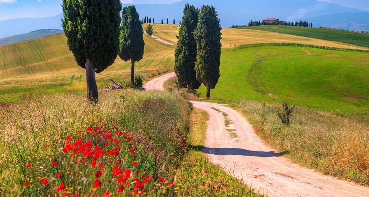 Un camino de tierra sinuoso flanqueado por cipreses y amapolas rojas atraviesa las colinas ondulantes de la Toscana.