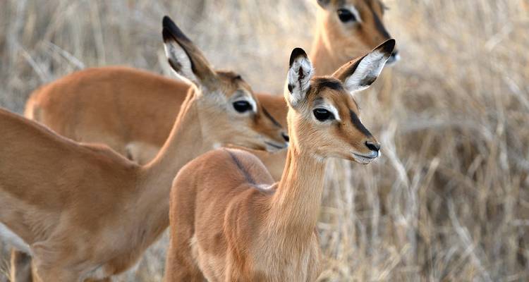 Kenya round trip and swimming - Highlights of Kenya - Oasis Travel 2