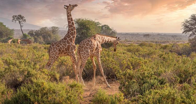 Kenya round trip and swimming - Highlights of Kenya - Oasis Travel 3