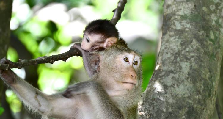 Apen die spelen op een boomtak in een bosgebied.