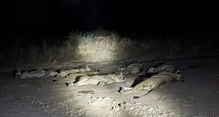 SAFARI DE NUIT AU LAC MANYARA - Johnadventures 6