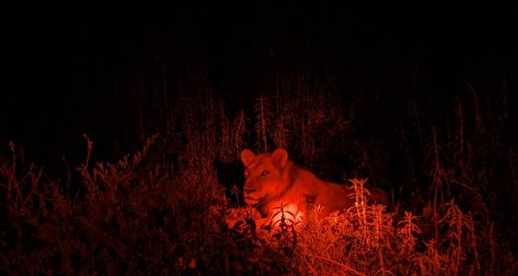 SAFARI NOCTURNO POR EL LAGO MANYARA - Johnadventures 5