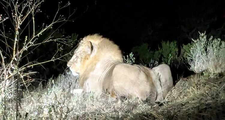 SAFARI NOCTURNO POR EL LAGO MANYARA - Johnadventures 6